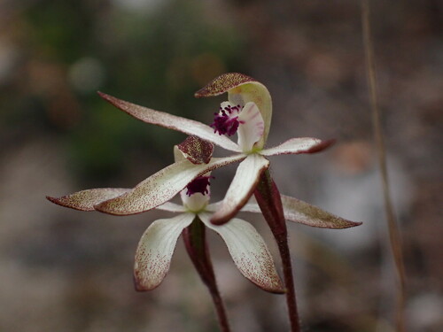 Image of Caladenia atrata by (c) Stella Fish, some rights reserved (CC BY)