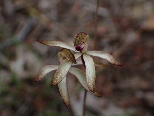 Image of Caladenia atrata by (c) Stella Fish, some rights reserved (CC BY)