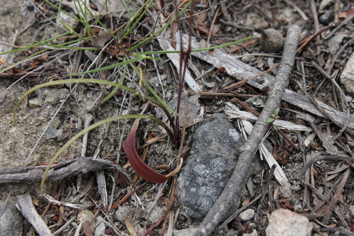 Image of Caladenia atrata by (c) Stella Fish, some rights reserved (CC BY)