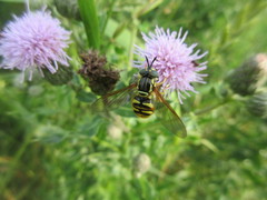 Chrysotoxum pubescens