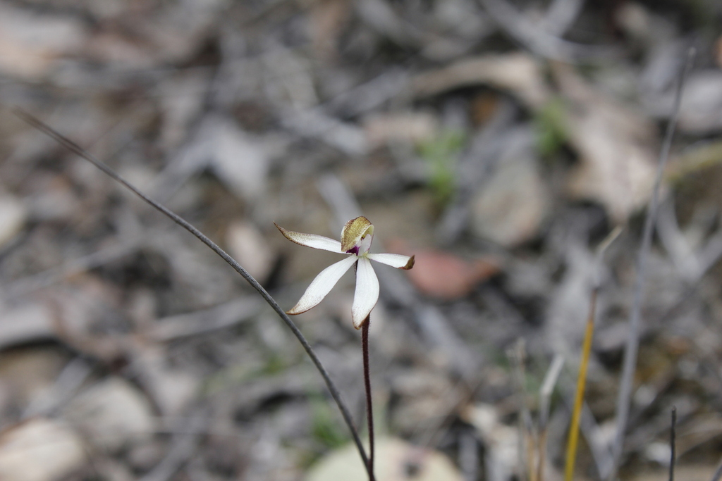 Caladenia atrata
