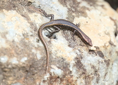 Cryptoblepharus poecilopleurus paschalis