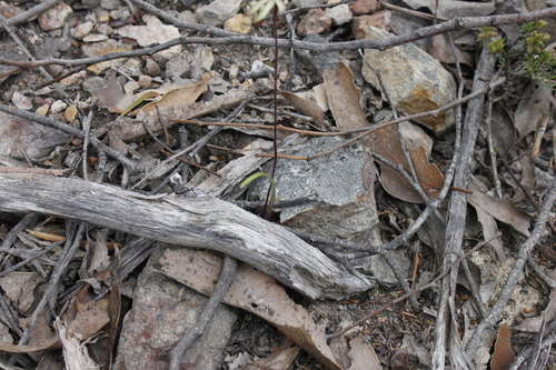 Image of Caladenia atrata by (c) Stella Fish, some rights reserved (CC BY)
