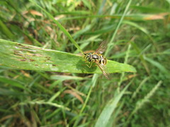Chrysotoxum pubescens