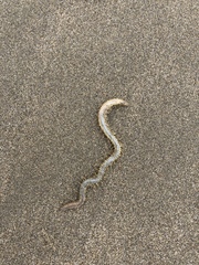 Phyllodocida