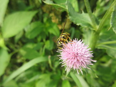 Chrysotoxum pubescens