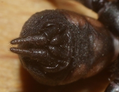 Atypus affinis