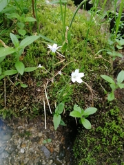 Cerastium pauciflorum