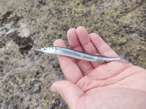 Japanese halfbeak (Hyporhamphus sajori) — Hemiramphidae — 3