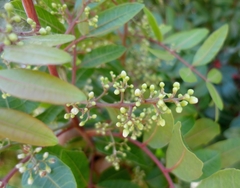 Schinus terebinthifolia