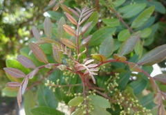 Schinus terebinthifolia