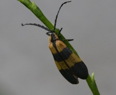 Calopteron reticulatum