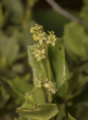 Griselinia jodinifolia, photograph (c) Pablo Silva, some rights reserved (CC BY)