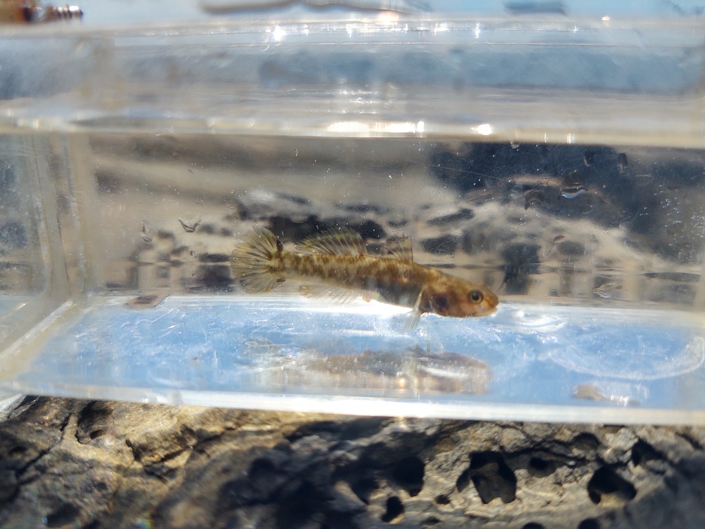 Abe's mangrove goby (Mugilogobius abei) — Gobiidae