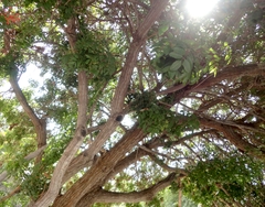 Schinus terebinthifolia