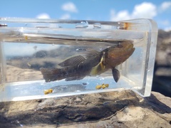 Dusky Tripletooth Goby photo 1