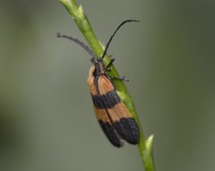 Calopteron reticulatum