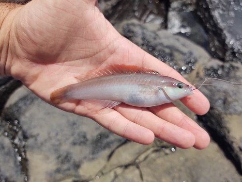 Bleeker's wrasse (Halichoeres bleekeri) — Labridae — 3