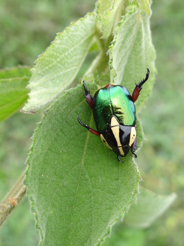 Rutela laeta