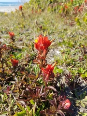 Castilleja litoralis