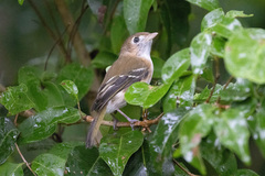 Cozumel Vireo photo 4