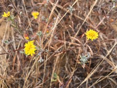 Lessingia germanorum