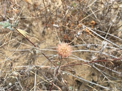 Lessingia germanorum