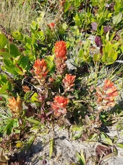 Castilleja litoralis