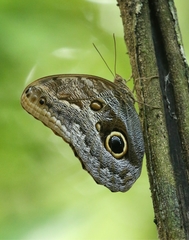 Caligo illioneus