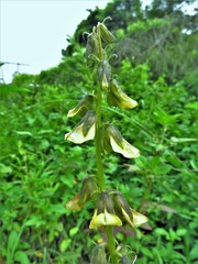 Crotalaria incana