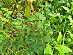 Crotalaria incana