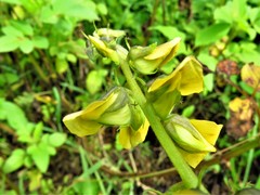 Crotalaria incana