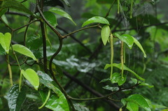 Piper taiwanense