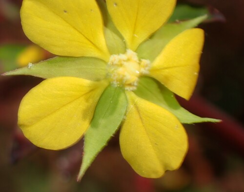 Image of Ludwigia leptocarpa by (c) mfeaver, some rights reserved (CC BY)