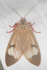 Amerila astreus
