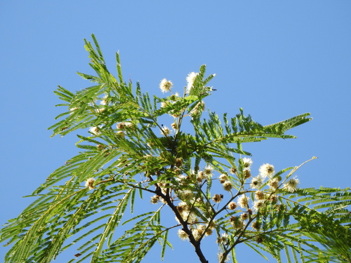 Image of Anadenanthera colubrina by (c) Cecilia Fer Díaz, some rights reserved (CC BY)