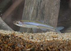 Carmine Shiner photo 2