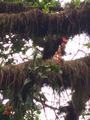 Prosthechea vitellina