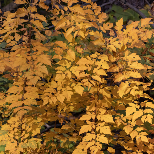 Golden Rain Tree