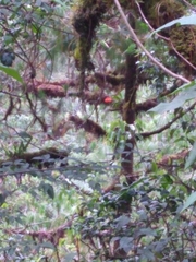 Prosthechea vitellina