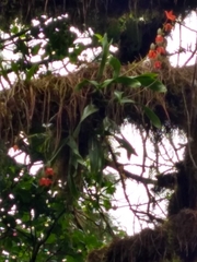 Prosthechea vitellina