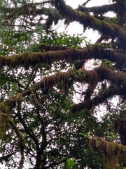 Prosthechea vitellina