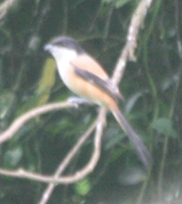 Long-tailed Shrike