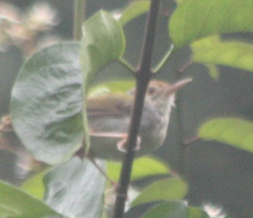 Orthotomus sutorius