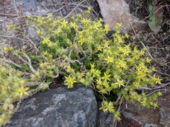 Sedum