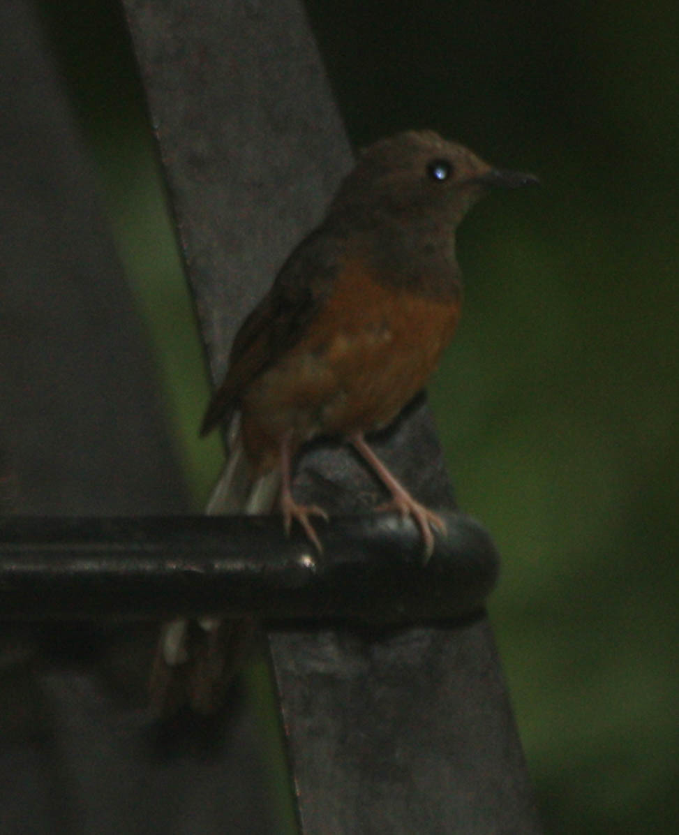 White-rumped Shama
