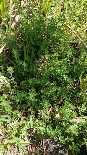 Image of Carpet Dottypea (Psoralea decumbens) by (c) Jessleena Suri, some rights reserved (CC BY)