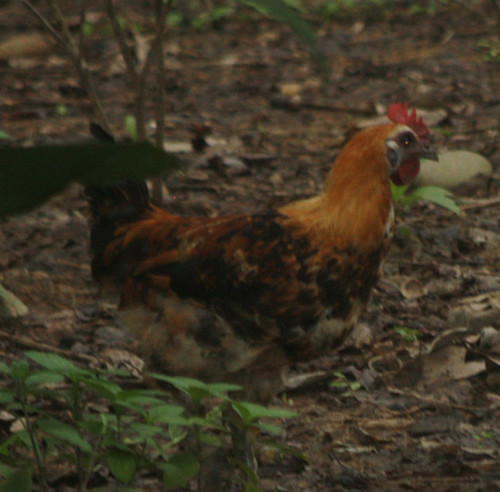 Gallus gallus