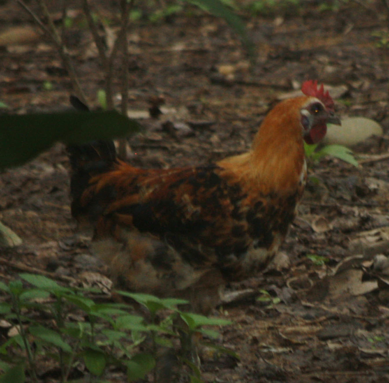 Red Junglefowl