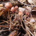 紅褐蓋小菇 - Photo 由 Иван Матершев 所上傳的 (c) Иван Матершев，保留部份權利CC BY-NC